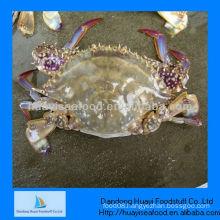 frozen sea crab whole round